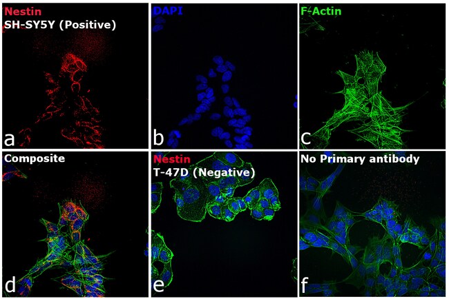 Thermo Fisher Scientific F(ab`)2-Goat anti-Mouse IgG (H+L) Secondary Antibody, Qdot 605