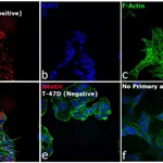 Thermo Fisher Scientific F(ab`)2-Goat anti-Mouse IgG (H+L) Secondary Antibody, Qdot 605