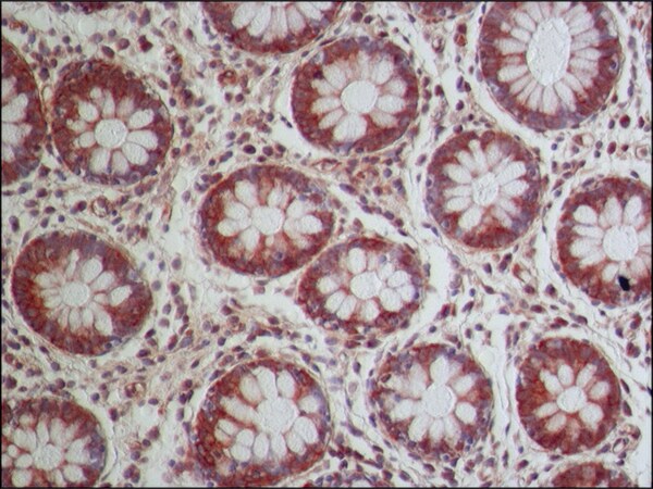 Merck Anti-NOX1 (N-terminal) antibody produced in rabbit
