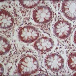 Merck Anti-NOX1 (N-terminal) antibody produced in rabbit