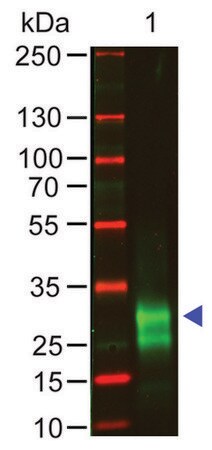 Merck Anti-Rabbit IgG F(ab')2, F(ab')2 fragment, highly cross absorbed antibody produced in goat