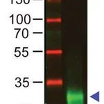 Merck Anti-Rabbit IgG F(ab')2, F(ab')2 fragment, highly cross absorbed antibody produced in goat