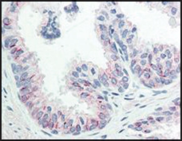 Merck Monoclonal Anti-AKT pS473 antibody produced in mouse