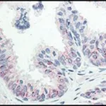 Merck Monoclonal Anti-AKT pS473 antibody produced in mouse