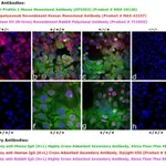 Thermo Fisher Scientific Donkey anti-Human IgG (H+L) Cross-Adsorbed Secondary Antibody, DyLight 650
