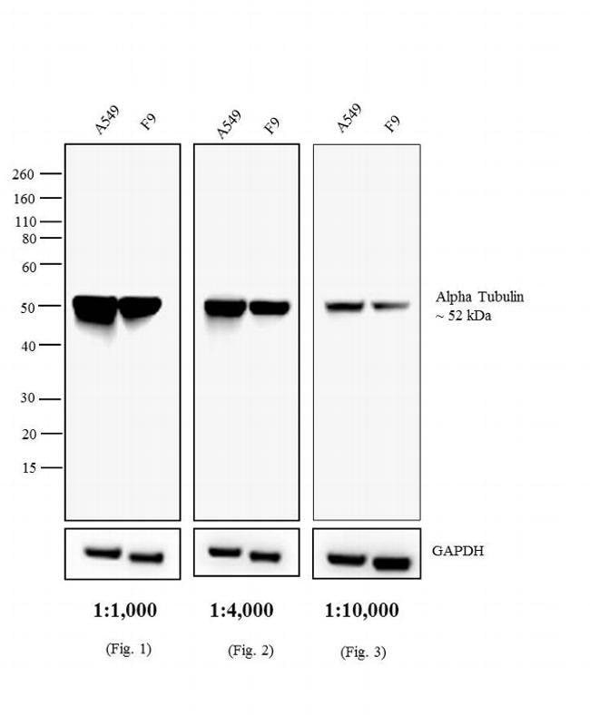 Thermo Fisher Scientific Rabbit anti-Rat IgG (H+L) Secondary Antibody, AP
