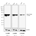 Thermo Fisher Scientific Rabbit anti-Rat IgG (H+L) Secondary Antibody, AP