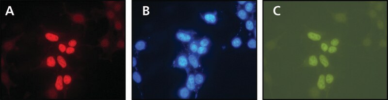 Merck Anti-XPG (C-terminal) antibody produced in rabbit
