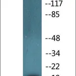 Merck Anti-phospho-CD3 zeta (pTyr142) antibody produced in rabbit