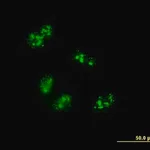 Merck Monoclonal Anti-TCOF1 antibody produced in mouse