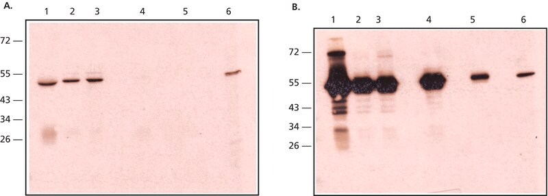 Merck Anti-Rabbit IgG, Native antibody, Mouse monoclonal