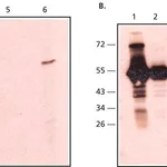 Merck Anti-Rabbit IgG, Native antibody, Mouse monoclonal