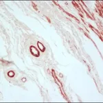 Merck ANTI-MOUSE IGG (FAB FRAGMENT) PEROXIDAS&