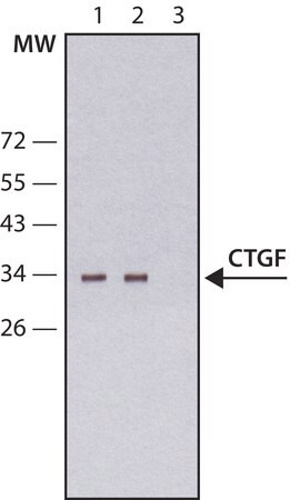 Merck Anti-CTGF antibody, Mouse monoclonal
