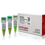 Thermo Fisher Scientific E-Gel 1 Kb Plus DNA Ladder
