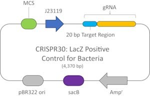 Merck LACZ POSITIVE CONTROL PLASMID