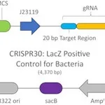Merck LACZ POSITIVE CONTROL PLASMID