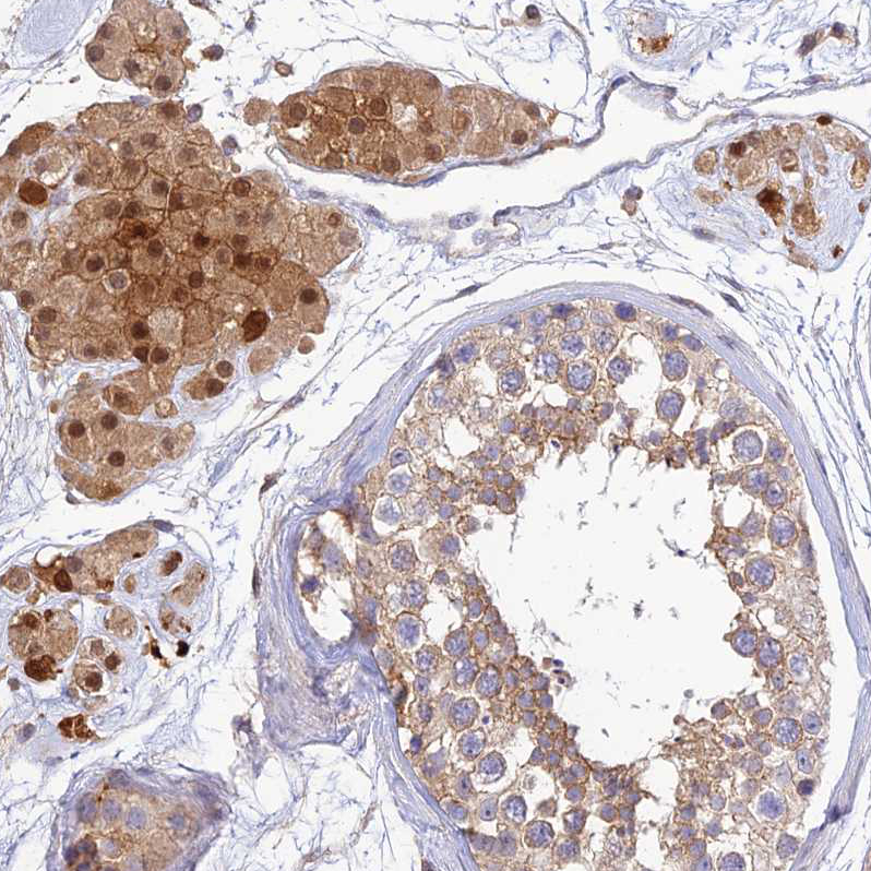 Atlas Antibodies Anti-PPP1R12C Antibody