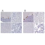 Atlas Antibodies Anti-PPP1R17 Antibody
