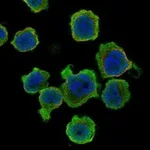 Atlas Antibodies Anti-PPP1R27 Antibody
