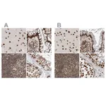 Atlas Antibodies Anti-PPP1R8 Antibody