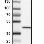 Atlas Antibodies Anti-PPP1R8 Antibody
