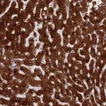 Atlas Antibodies Anti-PPP2R2D Antibody