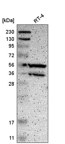 Atlas Antibodies Anti-PPP3CB Antibody