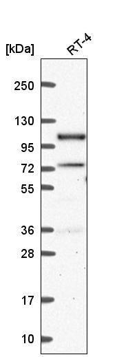 Atlas Antibodies Anti-PPP4R3A Antibody