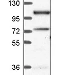 Atlas Antibodies Anti-PPP4R3A Antibody