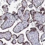 Atlas Antibodies Anti-PPRC1 Antibody