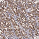 Atlas Antibodies Anti-PPTC7 Antibody