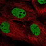 Atlas Antibodies Anti-PPRC1 Antibody