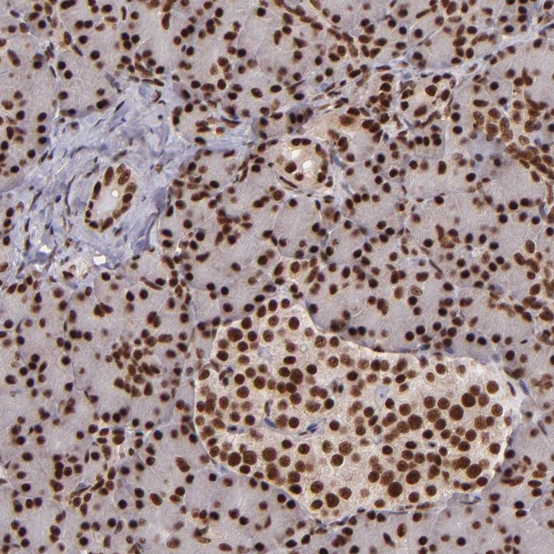 Atlas Antibodies Anti-PQBP1 Antibody