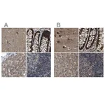 Atlas Antibodies Anti-PPWD1 Antibody