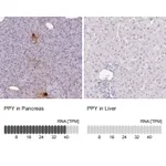 Atlas Antibodies Anti-PPY Antibody