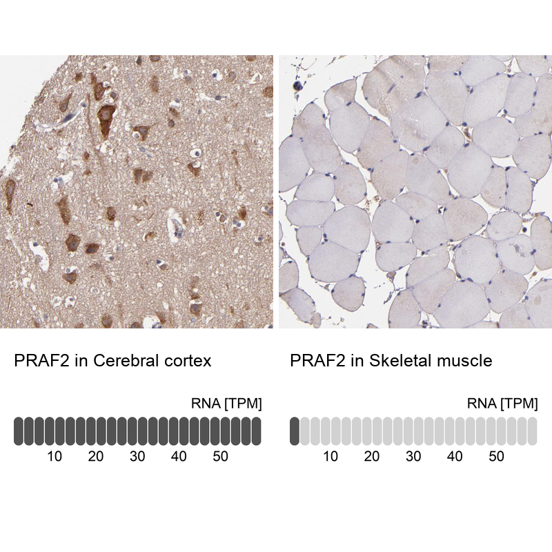 Atlas Antibodies Anti-PRAF2 Antibody