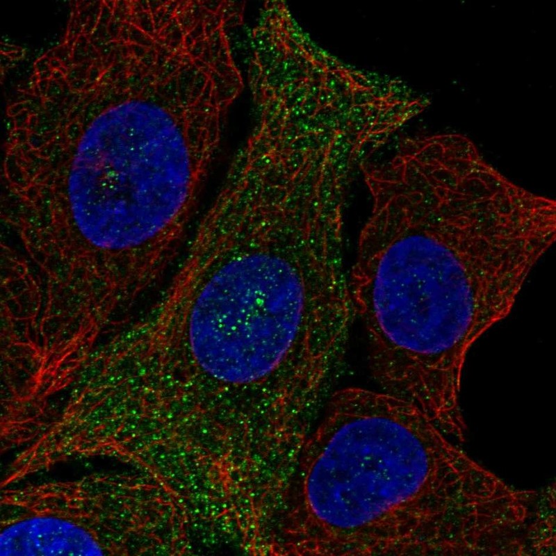 Atlas Antibodies Anti-PQLC3 Antibody