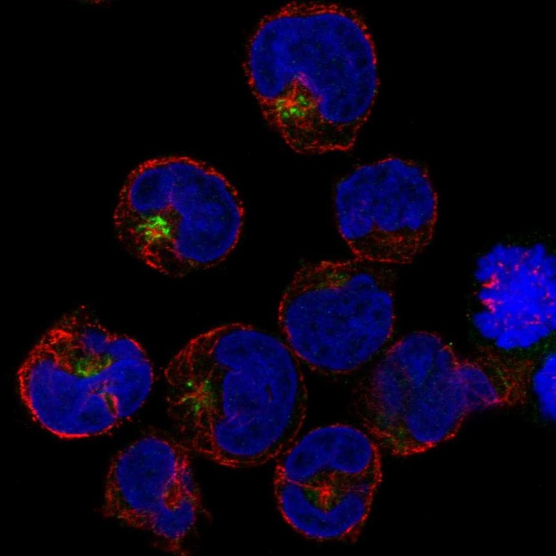 Atlas Antibodies Anti-PRAM1 Antibody
