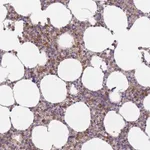 Atlas Antibodies Anti-PRAM1 Antibody