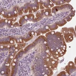 Atlas Antibodies Anti-PRAP1 Antibody