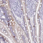 Atlas Antibodies Anti-PRAP1 Antibody