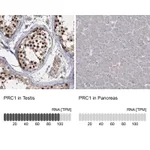 Atlas Antibodies Anti-PRC1 Antibody