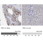 Atlas Antibodies Anti-PRC1 Antibody