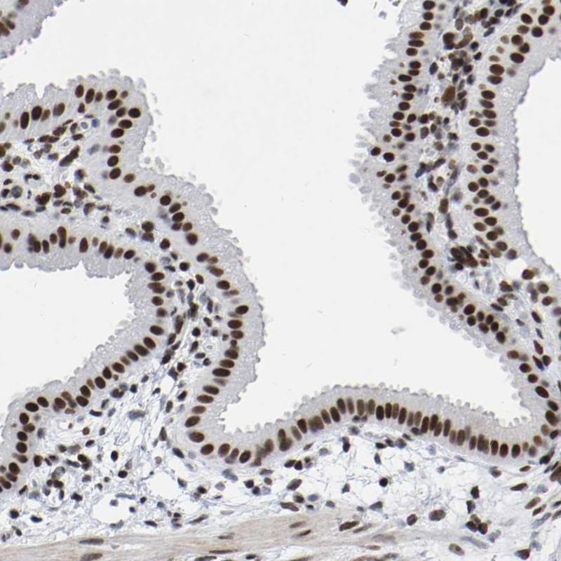 Atlas Antibodies Anti-PRCC Antibody
