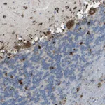 Atlas Antibodies Anti-PRCP Antibody