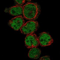 Atlas Antibodies Anti-PRDM10 Antibody