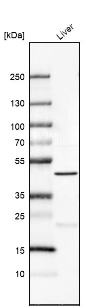 Atlas Antibodies Anti-PRDM12 Antibody