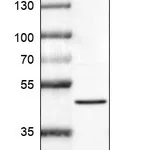 Atlas Antibodies Anti-PRDM12 Antibody