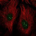 Atlas Antibodies Anti-PRDM15 Antibody